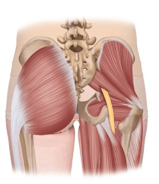 Síndrome do Piriforme - Anatomia