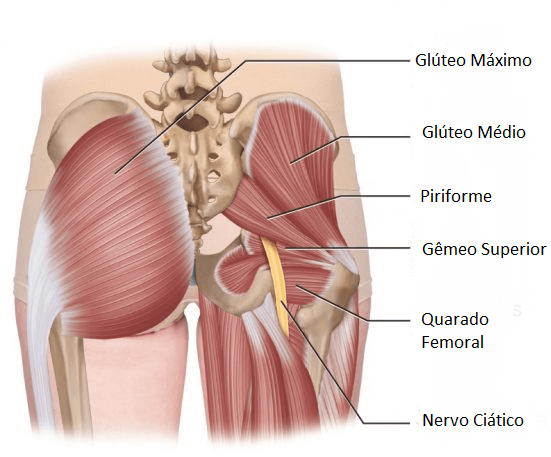 Síndrome do Piriforme - Músculo piriforme